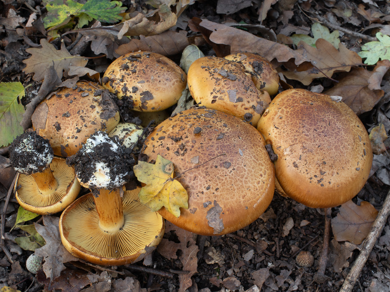 Cortinarius quercilicis